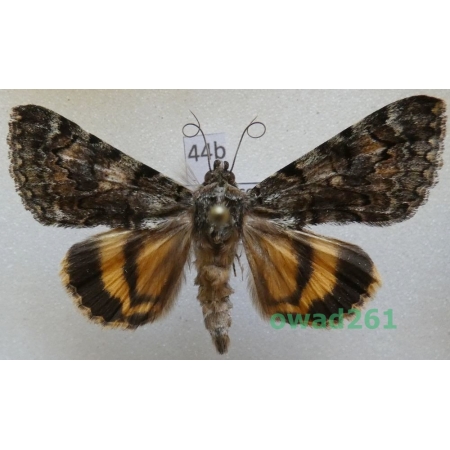 Catocala nymphagoga (Esper, 1787) male ex. ovo Slovakia44b